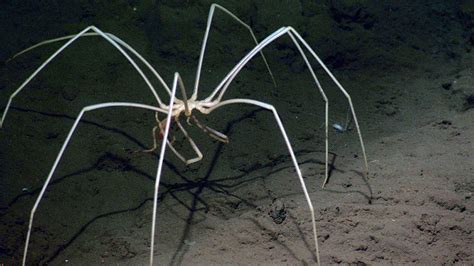 The Most Terrible Deep Sea Creatures Youve Never Seen Before Youtube