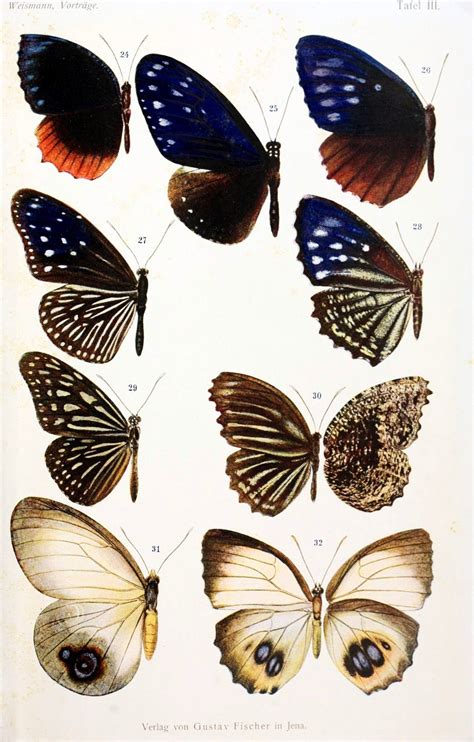 Vintage Printables Butterflies More Butterfly Illustration Nature