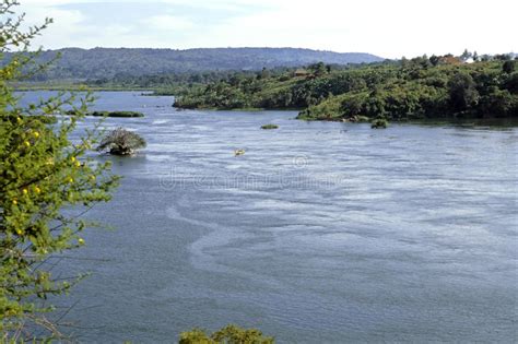 It is arguably one of the longest rivers in the world, 6,853 km (4,258 miles) long. The Source Of The White Nile River In Uganda Stock Image ...