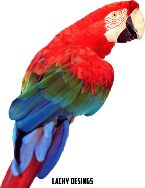 Cool Colors Bird Psd Official Psds