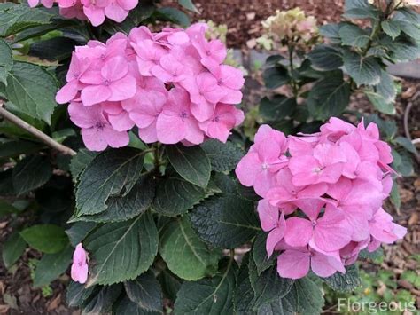 Other types such as oakleaf hydrangeas or smooth hydrangeas such for true blue flowers, the hydrangeas need to be grown in acidic soil with a ph of 5.5 or lower. Amazing Meaning and Symbolism of Hydrangea Flower | Florgeous