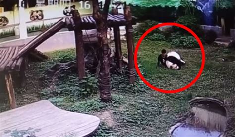 Man Horrifically Mauled After Jumping Into Giant Panda Den Boing Boing