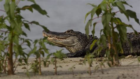 Tips For Living Near Alligators In Florida