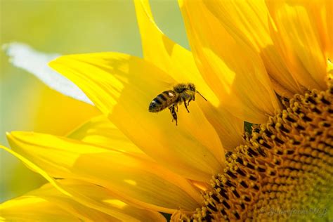 Free Photo Bee Sun Flower Yellow Busy Bee Free Image On Pixabay