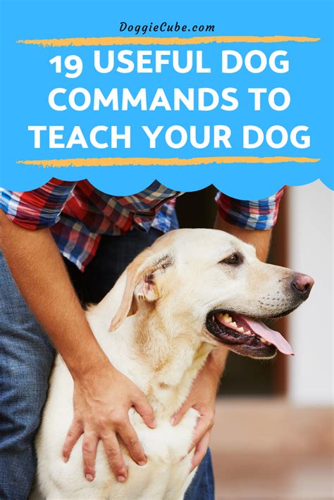 19 Useful Dog Commands To Teach Your Dog Doggie Cube Dog Commands