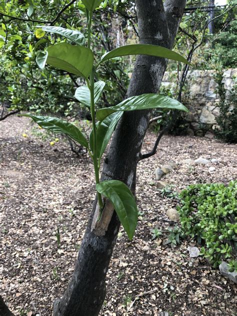 Successful Graft Valencia Orange Bud Growing On A Lemon Tree