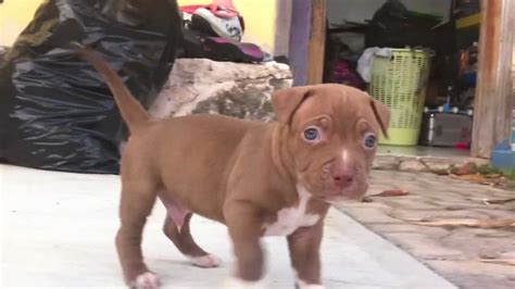 Angry Pitbull Puppy Youtube