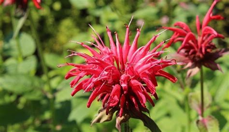 A staple in butterfly gardens. Bee Balm Medicinal Uses: How To Make Oswego Tea | Bee balm ...