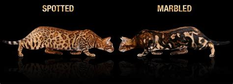 The background color is white. Bengal Cat Colors and Patterns Visual Guide