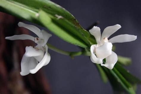 Vanda Pumila Species Plants Wild Flowers Plant Planets
