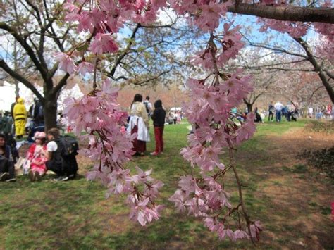 Photos Cosplay Flourishes Amid Cherry Blossom Trees At Brooklyn