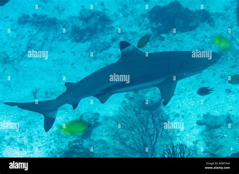 Blacktip Reef Shark Carcharhinus Melanopterus Nudi Rock Dive Site