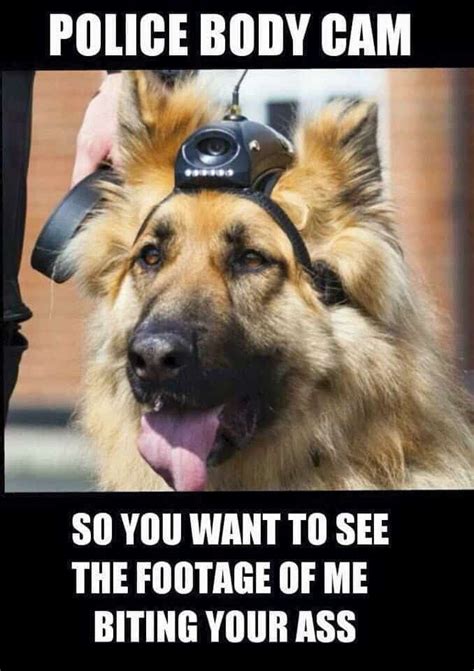 35 Best Service Dog Memes