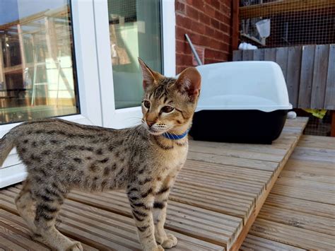 She has been recently spayed and is looking for her forever home with that person that appreciates the best in. Savannah Cats For Sale | Dallas, TX #232722 | Petzlover