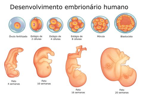 Desenvolvimento Embrion Rio Humano Embriologia E Biologia Infoescola