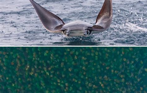Watch Drone Films Thousands Of Flying Rays Oceans Earth Touch News