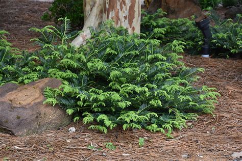 Prostrate Japanese Plum Yew Cephalotaxus Harringtonia Prostrata In