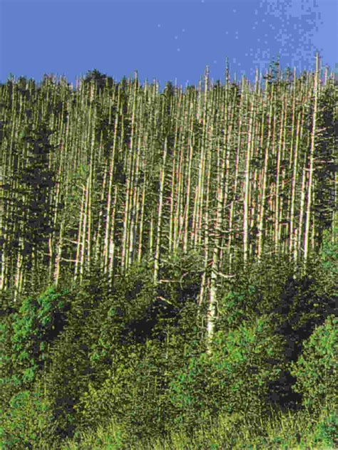 It can have harmful effects on plants, aquatic animals, and infrastructure. Ecología: Lluvia Acida