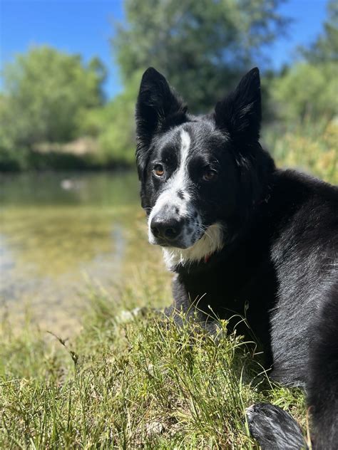 Love K9 Boise Dog Training