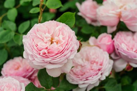Top Scented Roses Bbc Gardeners World Magazine