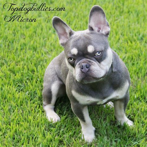 30 Hq Images Lilac Merle French Bulldog For Sale Rare Colors In