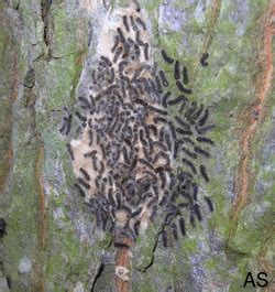 The gypsy moth has one generation per year. Gypsy Moth Eggs Hatching - 2008