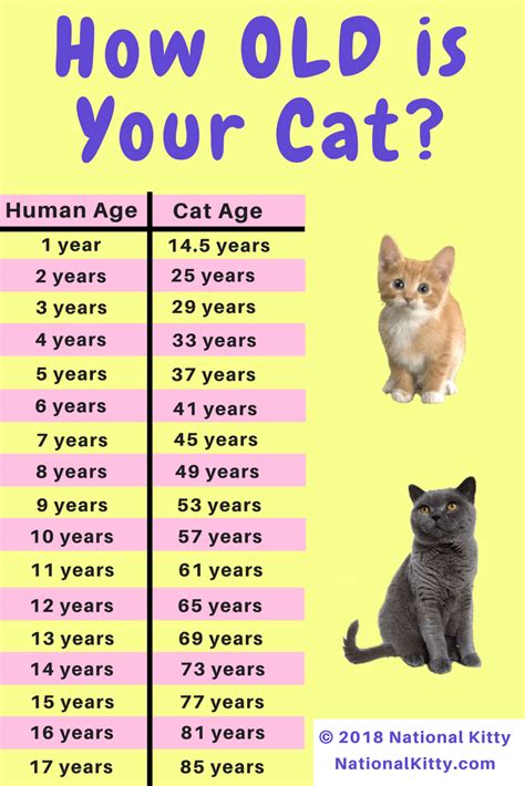 How Old Is My Cat In Human Years Cat Years To Human Years Cat Years