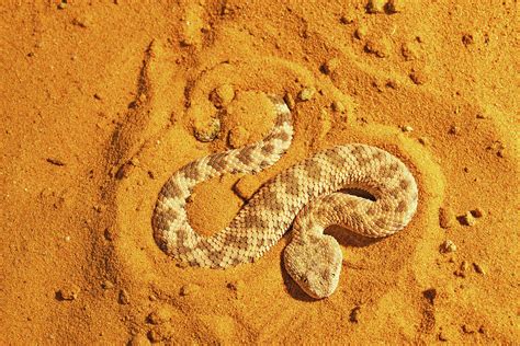 Sahara Sand Viper Burrowing Into Sand To Hide Photograph By Daniel