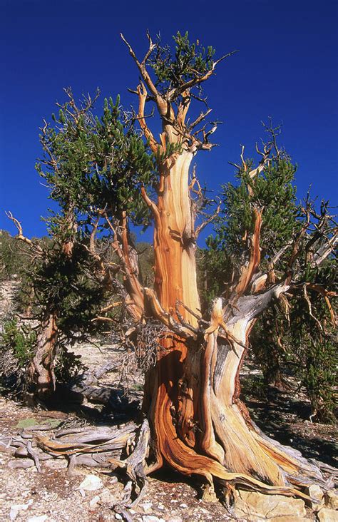 Bristlecone Pine Tree In Shulman Grove By John Elk