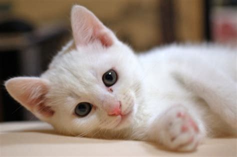 まるで天使のような白猫の猫画像20選 猫画像どっと 猫ブログ