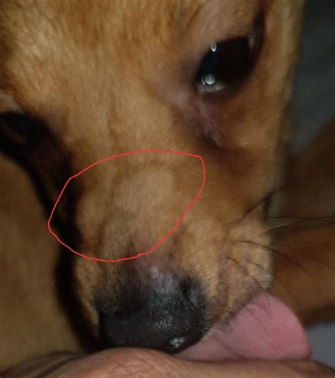 Bump On Dogs Snout