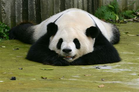 Sleep View Sleepy Panda Pics