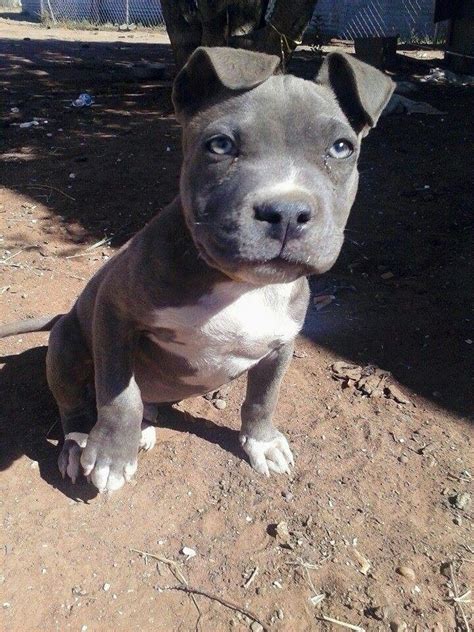 No comments on when do puppies open their eyes? Pin by John Rain on Pit Bulls | Cute dogs, Blue nose pitbull puppies, Cute animals