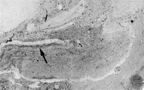 500 Million Year Old Worm Superhighway Revealed In Ancient Seafloor