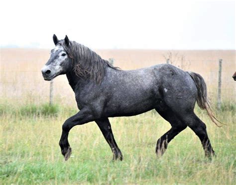 Percheron Horse History Colors Uses And Facts Seriously Equestrian