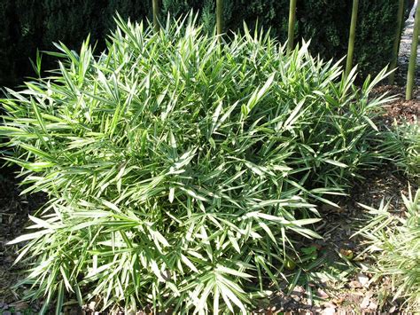 To emphasize the culm, remove branches thatoriginate along the bottom third, making sure not to leave stubs, and shortenhigher branches to the second node. Bamboo Giant