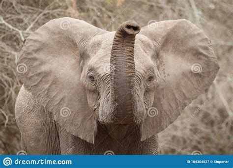 Head Shot Of Elephant With Trunk Up In Air Kruger Park South Africa