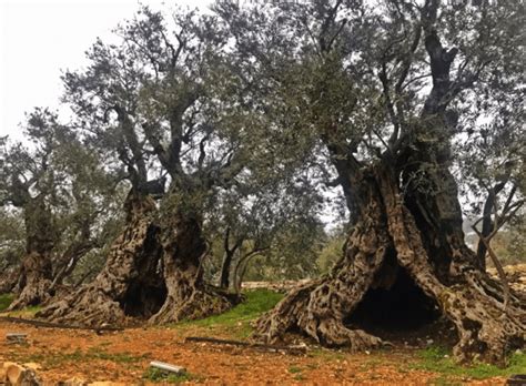 8 Oldest Olive Trees In History