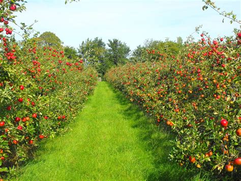 Stoke Farm Orchards Visit Suffolk