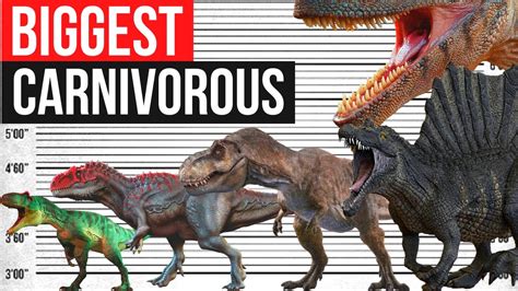 Largest Land Carnivorous Dinosaurs That Ever Lived Size Comparison Youtube