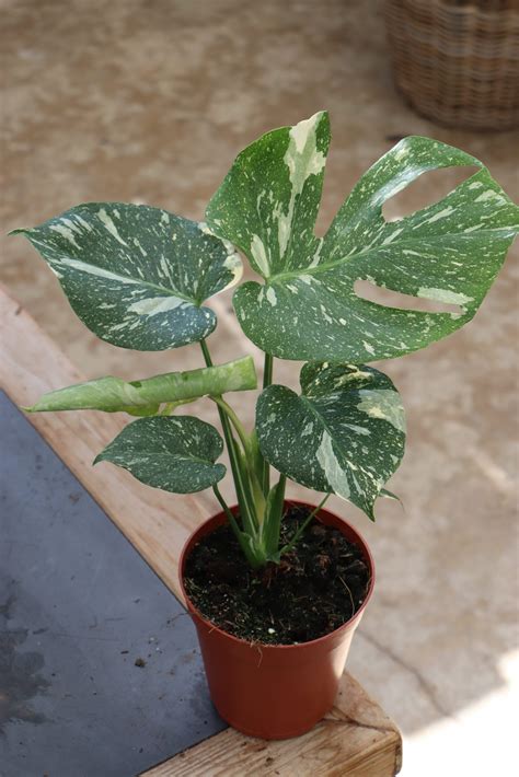Thai constellation written by jen greene animal lover, plant enthusiast, and addicted to the sunshine and warmth in san diego. Monstera Thai Constellation 15cm (less variegated ...