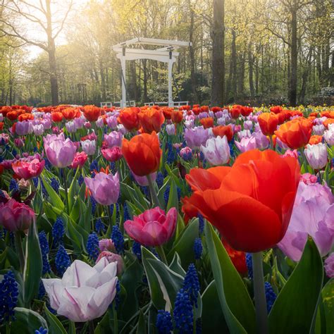 Photographer Captures The Keukenhof Tulip Gardens Empty For The First