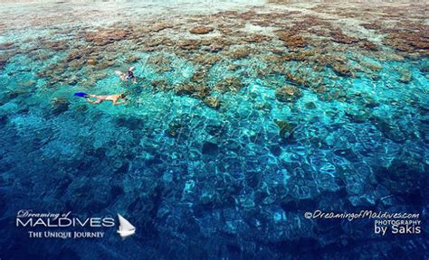 Where Is The Best Snorkeling In Maldives The Best Resorts We Ve Seen