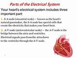 Electrical Activity Of The Heart Pictures