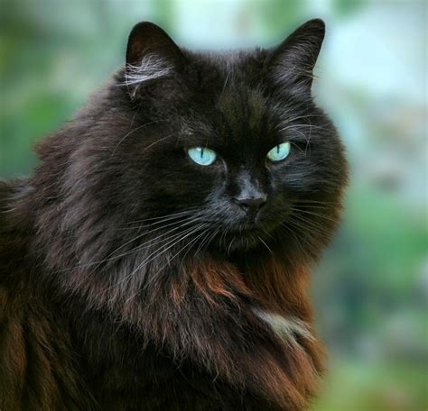Fluffy Black Cat Breeds With Green Eyes Dogs And Cats Wallpaper
