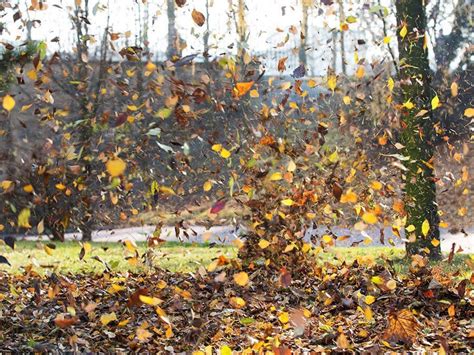 How To Stop Tree Leaves Falling On Your Property The Right Way