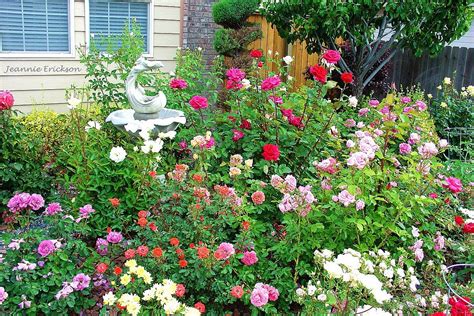 Small Backyard Rose Garden Ideas Add My Voice Vodcast Photos