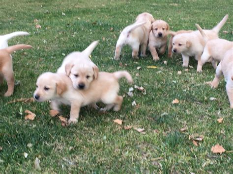 Premium Litter Of Yellow Labrador Retriever Puppies For Sale Yellow