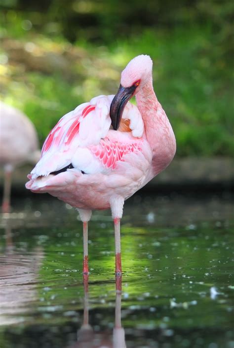 Siga @timeflamengo para acompanhar nossos esportes olímpicos. Know What Flamingos Eat? You'll Be Amazed to Find Out