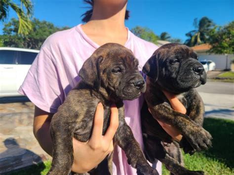 High to low nearest first. 3 AKC Bullmastiff puppies for Sale in Miami, Florida ...